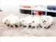 Pomeranian Puppies for sale in UT-175, South Jordan, UT 84095, USA. price: NA