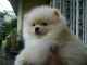 Pomeranian Puppies for sale in Caloocan, Metro Manila, Philippines. price: 3500 PHP