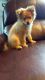 Pomeranian Puppies for sale in Mansfield, OH 44905, USA. price: NA