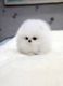 Pomeranian Puppies for sale in Miami, Floride, États-Unis. price: NA