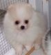 Pomeranian Puppies for sale in Westport, MA, USA. price: $2,200