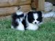 Pomeranian Puppies for sale in Steamboat Springs, CO 80477, USA. price: NA