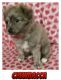 Pomeranian Puppies for sale in Albany, OR, USA. price: NA