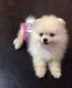 Pomeranian Puppies for sale in Melbourne, FL, USA. price: NA