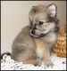 Pomeranian Puppies for sale in Statham, GA, USA. price: $600