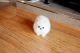 Pomeranian Puppies for sale in Harpers Ferry, IA 52146, USA. price: NA