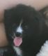 Pomeranian Puppies for sale in Sweetwater, TN 37874, USA. price: $500