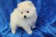 Pomeranian Puppies for sale in Saratoga Springs, NY, USA. price: $500