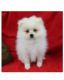 Pomeranian Puppies for sale in Independence Pkwy, La Porte, TX 77571, USA. price: NA