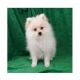 Pomeranian Puppies for sale in Independence Pkwy, La Porte, TX 77571, USA. price: NA