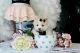 Pomeranian Puppies for sale in Fort Lauderdale, FL, USA. price: NA