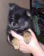 Pomeranian Puppies for sale in Ceresco, MI, USA. price: NA