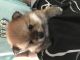 Pomeranian Puppies for sale in Charter Twp of Clinton, MI 48036, USA. price: NA