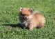 Pomeranian Puppies for sale in Bloomington, ID 83223, USA. price: NA