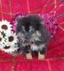 Pomeranian Puppies for sale in Grabill, IN 46741, USA. price: $700
