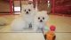 Pomeranian Puppies for sale in Phoenix, Irvine, CA 92604, USA. price: NA