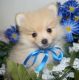Pomeranian Puppies for sale in Cambridge, MA, USA. price: NA
