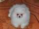 Pomeranian Puppies for sale in Los Angeles, CA 90037, USA. price: NA