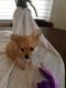 Pomeranian Puppies for sale in Trenton, MI 48183, USA. price: NA