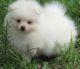 Pomeranian Puppies for sale in NJ-17, Paramus, NJ 07652, USA. price: $300