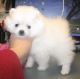 Pomeranian Puppies for sale in Pittsburgh Rd, Butler, PA, USA. price: $350