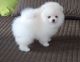 Pomeranian Puppies for sale in USA Pkwy, Fishers, IN 46037, USA. price: NA