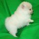 Pomeranian Puppies for sale in Milwaukee, WI 53201, USA. price: NA