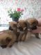 Pomeranian Puppies for sale in Atlanta, GA 30301, USA. price: NA