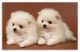 Pomeranian Puppies for sale in 58503 Rd 225, North Fork, CA 93643, USA. price: NA