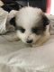 Pomeranian Puppies for sale in St Cloud, FL, USA. price: $700