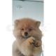 Pomeranian Puppies for sale in Lufkin, TX, USA. price: NA