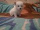Pomeranian Puppies for sale in NC-55, Fuquay Varina, NC 27526, USA. price: NA