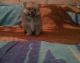 Pomeranian Puppies for sale in NC-55, Fuquay Varina, NC 27526, USA. price: NA