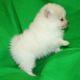 Pomeranian Puppies for sale in 103 Broadway, New York, NY 10025, USA. price: NA