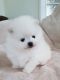 Pomeranian Puppies for sale in Anchorage, AK, USA. price: NA
