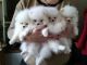 Pomeranian Puppies for sale in Kansas City, KS, USA. price: NA