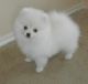 Pomeranian Puppies for sale in Anchorage, AK 99501, USA. price: NA