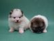 Pomeranian Puppies for sale in Birmingham, AL 35201, USA. price: NA