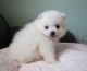 Pomeranian Puppies for sale in Texas Ave, Houston, TX, USA. price: NA