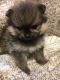 Pomeranian Puppies for sale in NV-159, Las Vegas, NV, USA. price: NA