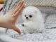 Pomeranian Puppies for sale in Federal Way, WA, USA. price: NA