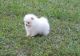 Pomeranian Puppies for sale in Nashville, TN 37211, USA. price: NA