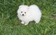 Pomeranian Puppies for sale in Nashville, TN 37211, USA. price: NA