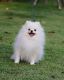Pomeranian Puppies for sale in Portland, ME, USA. price: $400