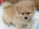 Pomeranian Puppies for sale in New Market, Elko New Market, MN 55054, USA. price: NA