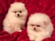 Pomeranian Puppies for sale in Pasadena, CA 91101, USA. price: NA