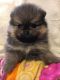 Pomeranian Puppies for sale in Kentucky Dam, Gilbertsville, KY 42044, USA. price: NA