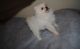 Pomeranian Puppies for sale in Spartanburg School District 03, SC, USA. price: NA