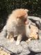 Pomeranian Puppies for sale in Santa Rosa, CA 95401, USA. price: NA