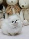 Pomeranian Puppies for sale in Palo Alto, CA, USA. price: NA